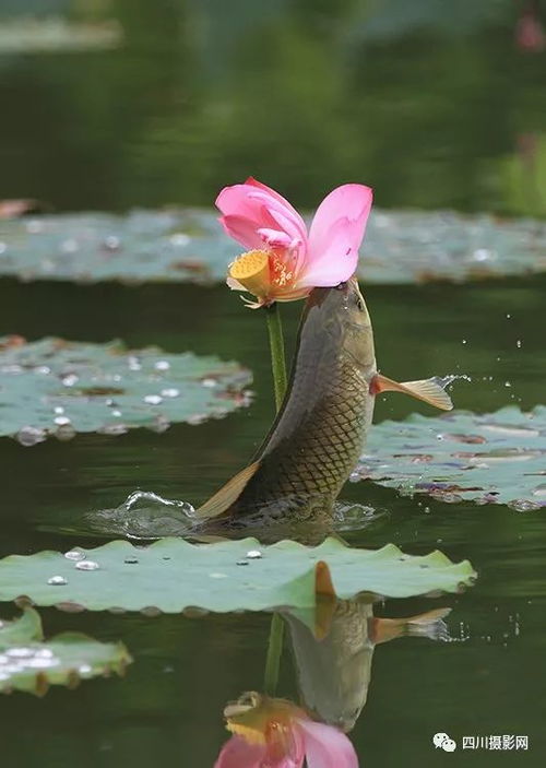 柳树枝熬水洗澡，你知道它的神奇功效吗