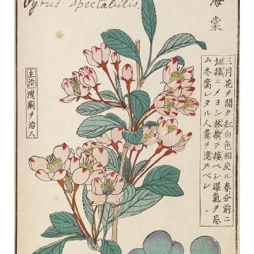 《本草纲目》中的记载