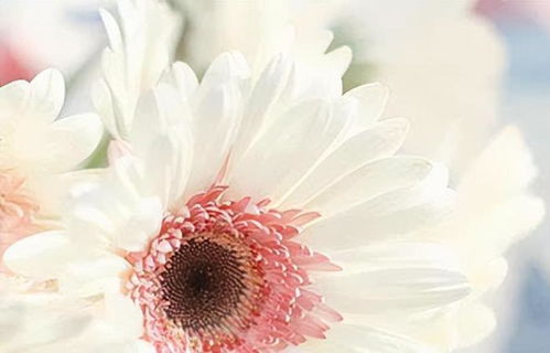 朵花与情感表达