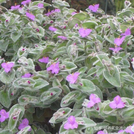 白花紫露草水养技巧，高效养殖方法揭秘