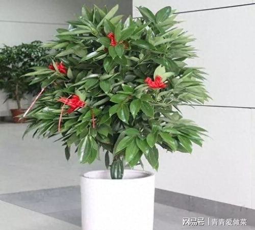 神秘大戟科植物，农业新宠