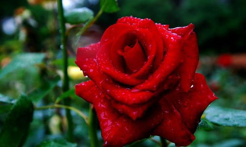 探寻高贵神秘的黑色月季世界