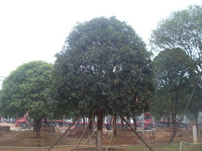 桂花树苗基地推荐