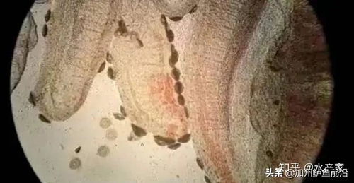 獭兔肠炎是常见疾病，由细菌、病毒或寄生虫引起