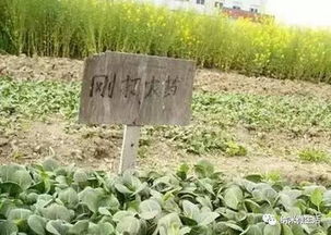 保护环境， 人人有责