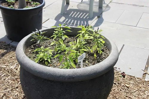 盆栽蔬菜怎么浇水才能保证生长？
