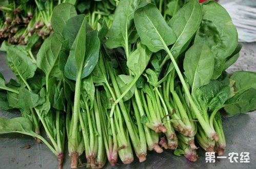 如何在家种植西瓜？遵循西瓜种植技术要点