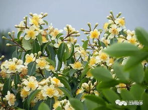 木荷：荷花的树中兄弟