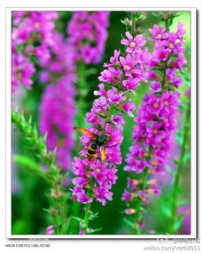 春天的风，千屈菜的心