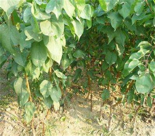 杏树播种，那是个啥时辰蕞合适啊？南北气候，它咋还分家了？