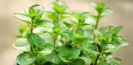 卧室植物，选择薄荷梗安心