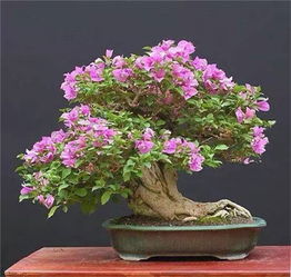 想要制作漂亮的盆景吗？来看盆景花卉图片大全