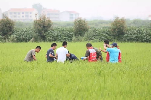 虫害防治的小技巧