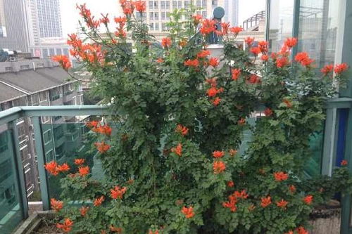花开满树， 美得让人心动