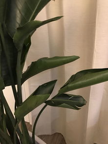 室内养殖天堂鸟：冬季养护指南