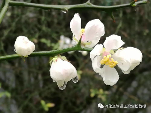 白雪公主盆栽，如何让花朵绽放如雪