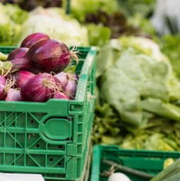 江南花卉苗木大市场：花卉的海洋