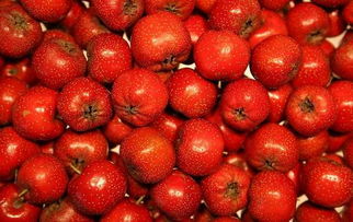 种植技术：要点全在这里