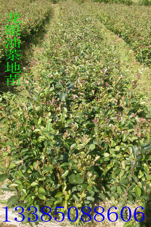 广东茶油种植基地联系方式
