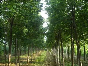 河南商丘高集楸树之乡的苗木美丽乡村，如何打造成为全国知名的乡村旅游目的地？