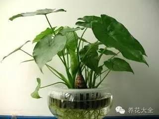 滴水观音根太长，如何巧妙拆分水培为双