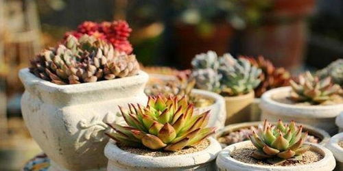 多肉换盆时可以用生根粉促进生根吗？