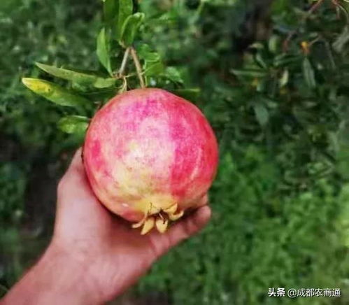 石榴熟了为什么会炸开？果农揭秘成熟果实裂开之谜