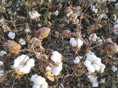 棉花纤维品质受遗传、环境、栽培技术等多因素影响