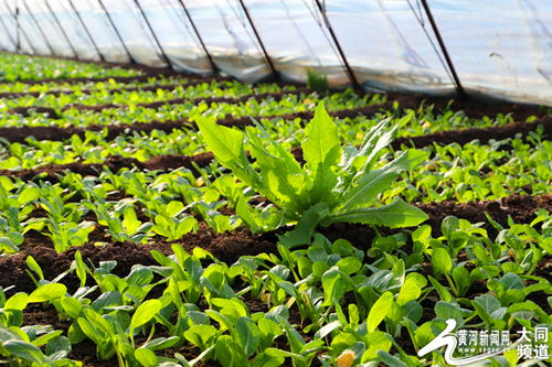 bing且生长周期较短。