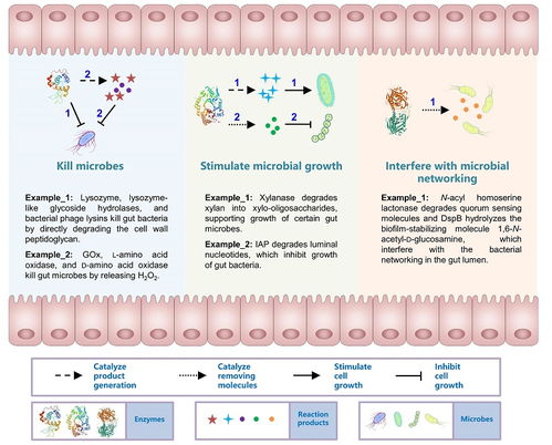 饲料中添加酶制剂对提高动物消化率和饲料利用率有哪些具体作用？