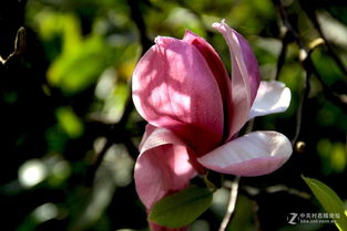 紫玉兰种植的土壤与肥料