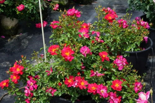 月季之城育种人：愿中国自育月季开遍世界