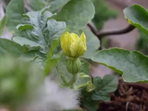 提高授粉坐果率的方法