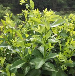 多效唑：多种用法， 效果佳