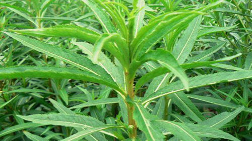 丁草胺：稻茬油菜田的救星