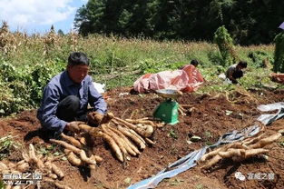 山药种植需要什么样的土壤条件？适合山药生长的土壤环境有哪些特点