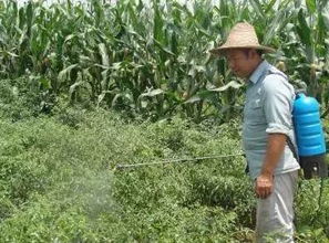 二、 正确稀释，保证药效