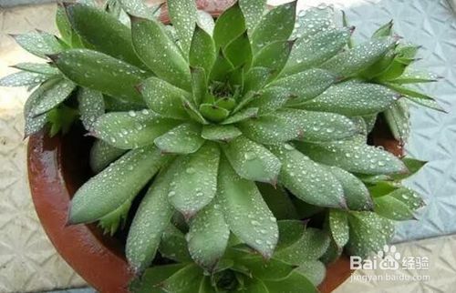 多肉植物观音莲怎么养？如何让叶片饱满、颜色鲜艳