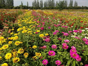 种植技巧：室内养护， 要点全在这里