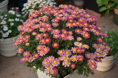 一、 种球花卉，美丽与实用的完美结合