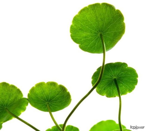 种草那些事儿：揭秘高温下的绿色奇迹