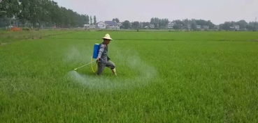 水稻直播田除草，指在水稻播种后