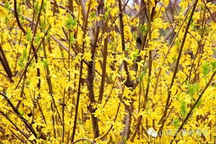 杭州小区的绿化改过案例