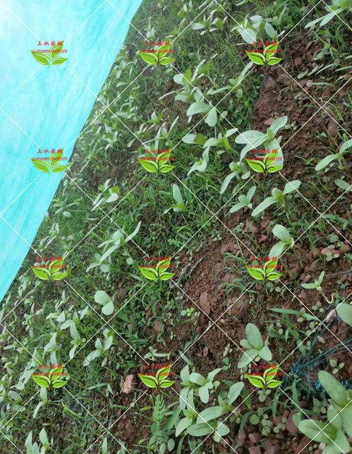 “水下长城”：虉草的耐淹特性