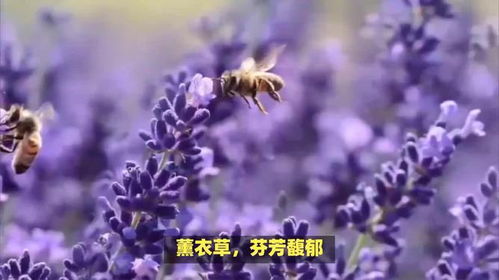 白色薰衣草的花语纯洁宁静，那么它是否代表着我们内心深处那份未被世俗污染的宁静呢