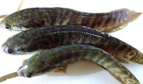 环保农药，守护水族平安