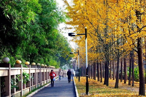 那会发光的树，是何方神圣？