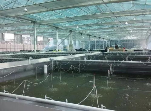 江苏宿迁成功引进鲮鱼试养，探索新型水产养殖模式