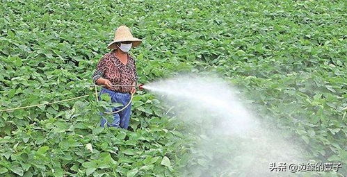 大豆农药喷洒的Zui佳时间