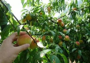 梨瓜高产种植技巧分享